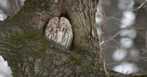 Tawny Owl