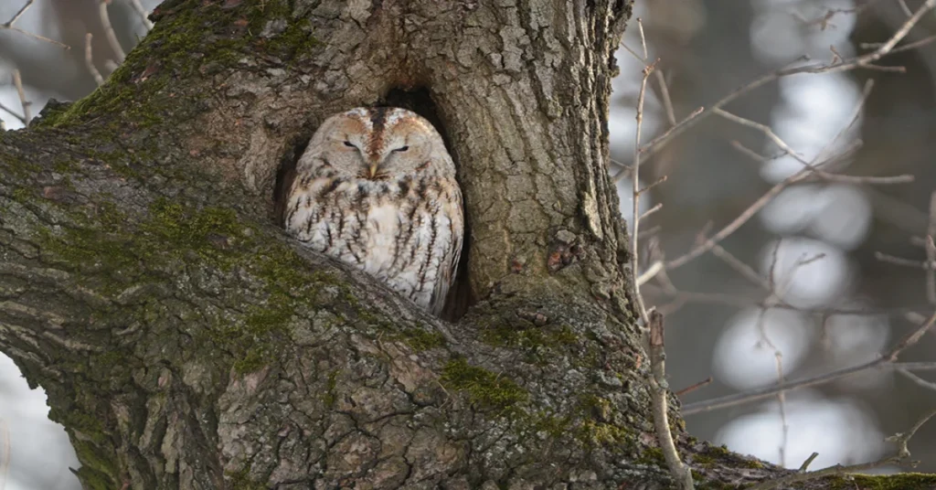 awny Owl Facts and Scientific Name