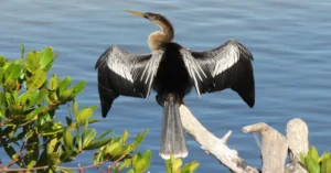 Migratory Birds in Florida