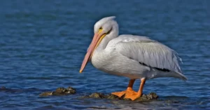 Great American Pelican