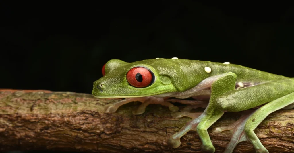 Green Tree Frog Habitat