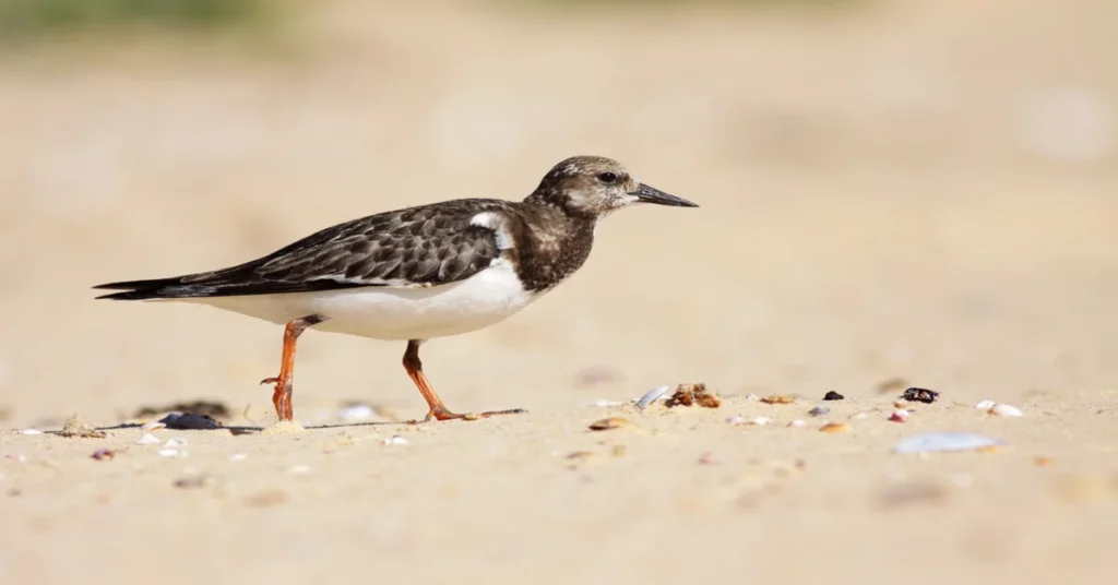 Migratory Birds in Florida