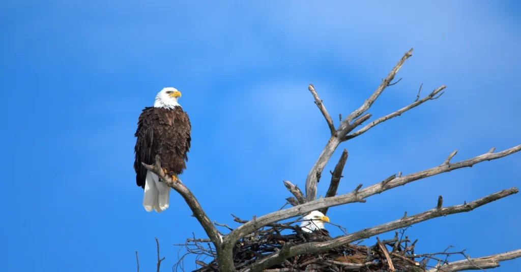 Eagle Bird The Great Predatory Bird