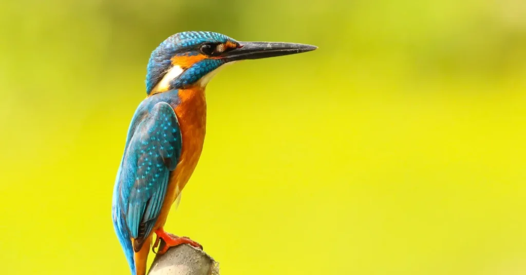 Kingfisher Bird Lifespan