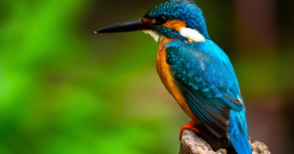 Kingfisher Bird Lifespan