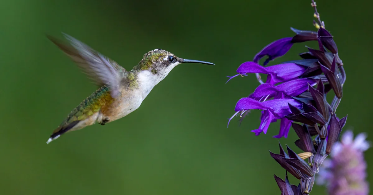 Humming Bird Life Span