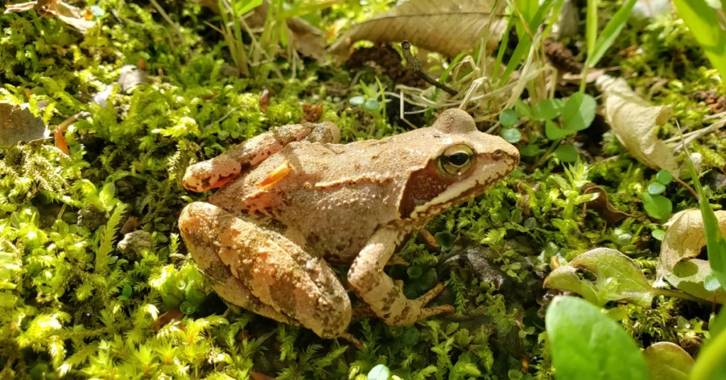 Wood Frogs Classification