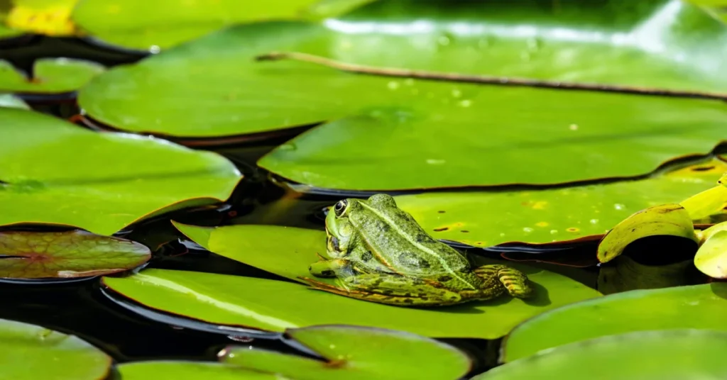 The Benefits of Frogs In Gardens