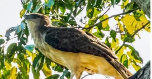 Papuan Harpy Eagles