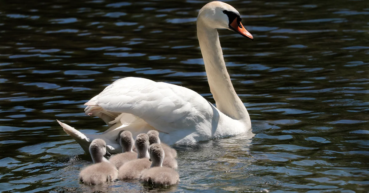 Swan Bird Life Span