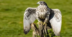 GyrFalcon Bird Life Span